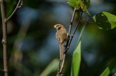 Spot Parrotbill dalı doğada göğüslü