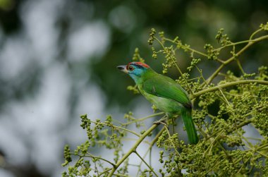 Mavi boğazlı kaniş ağaçta tıraşlama