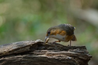 Rusty pala dalda tıraşlama yedikardeşi yanaklı