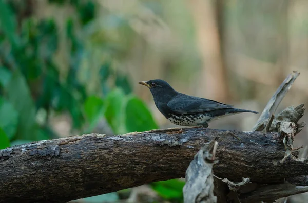 Japanse lijster (Turdus Kardis) vogel — Stockfoto