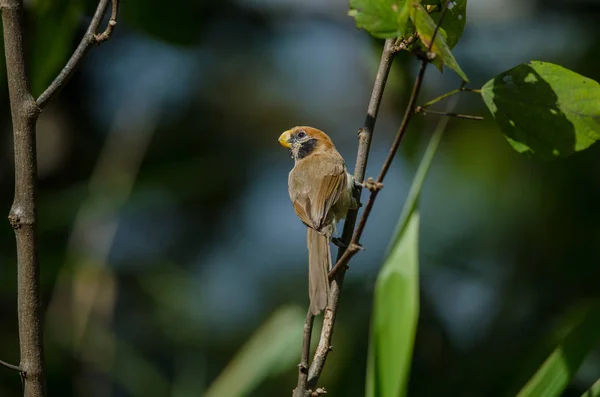 Spot грудьми Parrotbill на філії в природі — стокове фото