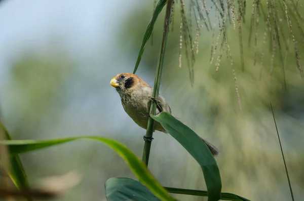 Spot грудьми Parrotbill на філії в природі — стокове фото