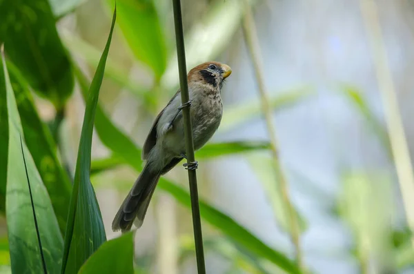 Spot- breasted Parrotbill on branch in nature — Stok Foto