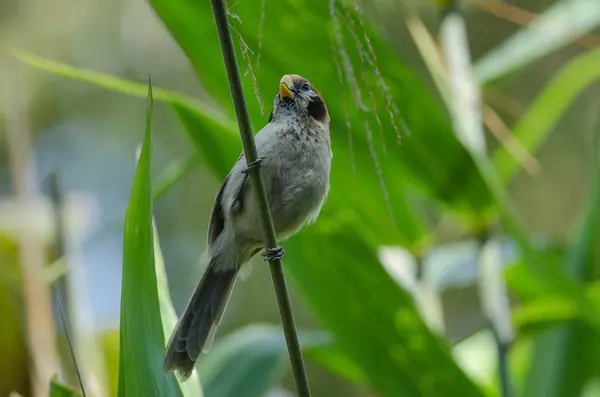 Spot- breasted Parrotbill on branch in nature — Stok Foto