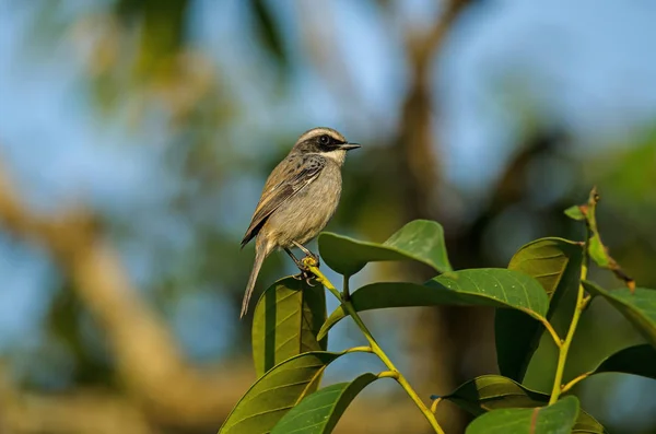 灰色 Bushchat (黄连 ferreus) 鸟 — 图库照片