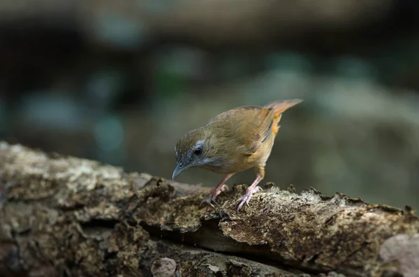 Barnarcú Fulvetta, a szürke szemű Fulvetta — Stock Fotó