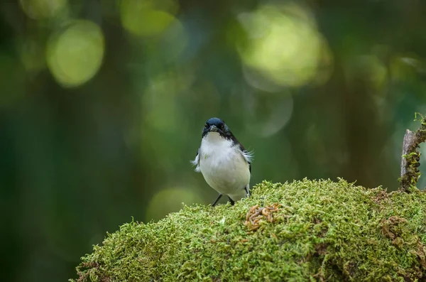 暗支持 Sibia (Malacias melanoleucus) 鸟 — 图库照片