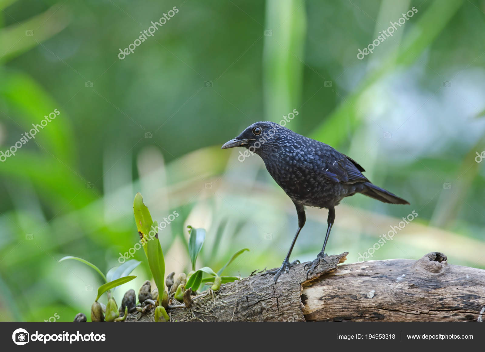 Oiseau Bleu Darrenga Myophonus Caeruleus Photographie
