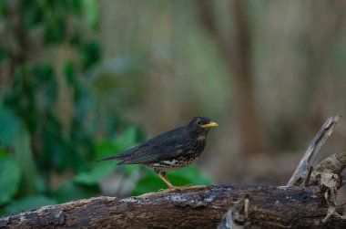 Japon ardıç (Turdus cardis) kuş