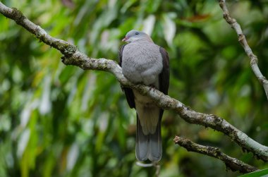 Dağ imparatorluk güvercin (Ducula badia)