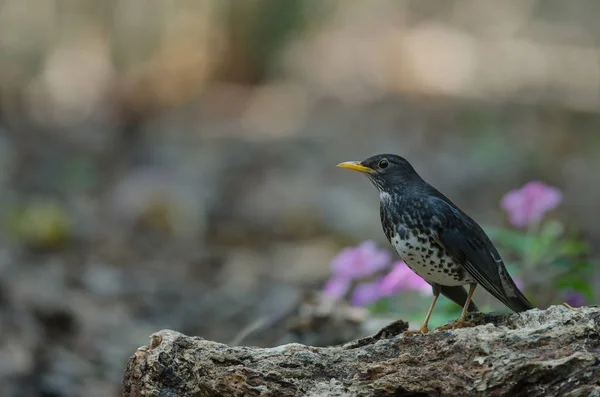 Tordo giapponese (Turdus cardis) uccello — Foto Stock