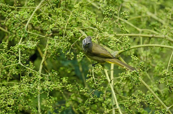 Flavescente Bulbul posado en la rama de árbol frutal —  Fotos de Stock