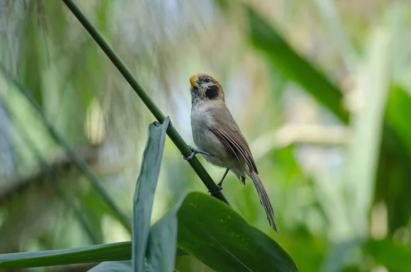 명소-자연 분 지에 Parrotbill 가슴 — 스톡 사진