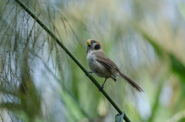 Spot- breasted Parrotbill on branch in nature — Stok Foto