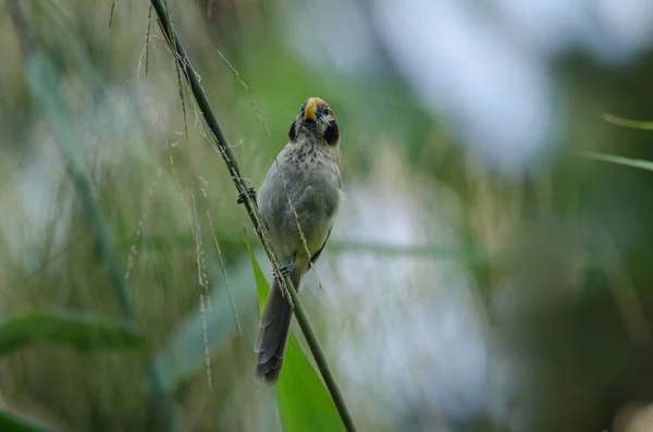 명소-자연 분 지에 Parrotbill 가슴 — 스톡 사진