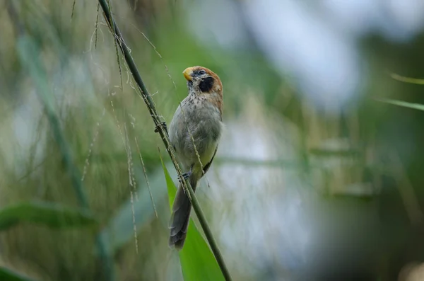 Spot- breasted Parrotbill on branch in nature — Stok Foto