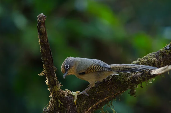 Spectacled ptak okularowy (Actinodura ramsayi) — Zdjęcie stockowe