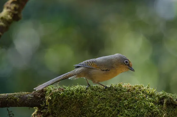 Espectacled Barwing (Actinodura ramsayi) pássaro — Fotografia de Stock
