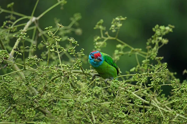 Blue-throated Barbet perching on tree — Stock Photo, Image