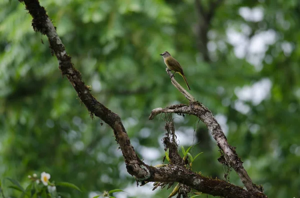 Flavescent buulbuuls zitstokken op boom tak — Stockfoto