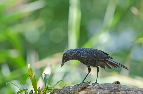 Tordo fischiante blu (Myophonus caeruleus) uccello — Foto Stock