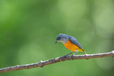 renkli kuş Flowerpecker turuncu karınlı bir dalda tıraşlama.