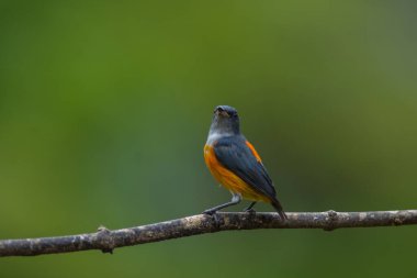 renkli kuş Flowerpecker turuncu karınlı bir dalda tıraşlama.