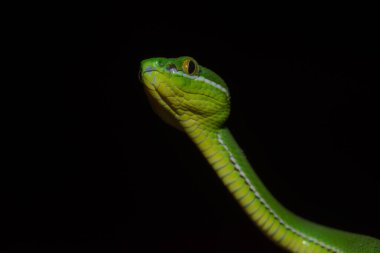 Sarı dudaklı yeşil çukur engerek yılanı (beyaz trigonocephalus) Tayland doğada kapatın