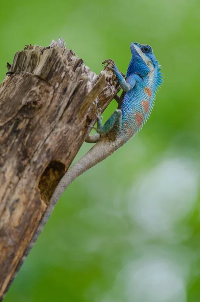 Blauhaubeneidechse Calotes Mystaceus Tropischen Wald Thailand — Stockfoto