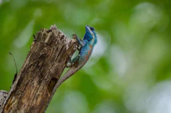 Blauhaubeneidechse Calotes Mystaceus Tropischen Wald Thailand — Stockfoto