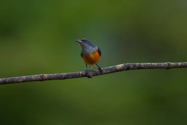 Oiseau Coloré Pic Fleur Ventre Orange Perché Sur Une Branche — Photo