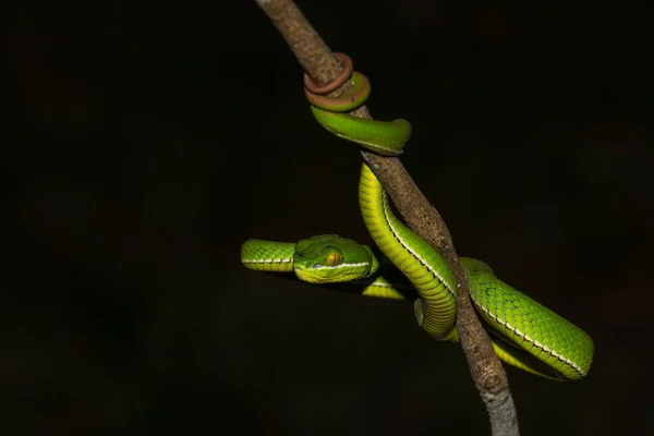 Közelről Sárga Ajkú Zöld Gödör Vipera Kígyó Zöld Trigonocephalus Természetben — Stock Fotó