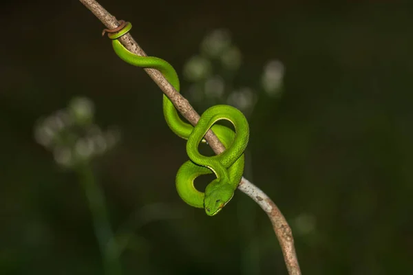 Close Yellow Lipped Green Pit Viper Snake Trimeresurus Trigonocephalus Nature — Stock Photo, Image