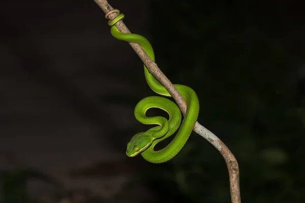 Крупный План Желтогубая Змея Зелёная Яма Trimeresurus Trigonocephalus Природе Таиланда — стоковое фото