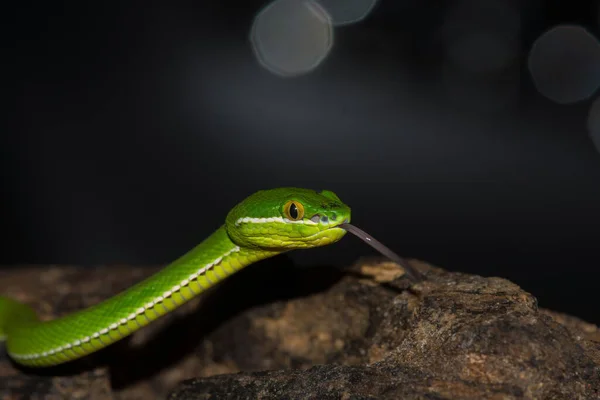 Közelről Sárga Ajkú Zöld Gödör Vipera Kígyó Zöld Trigonocephalus Természetben — Stock Fotó