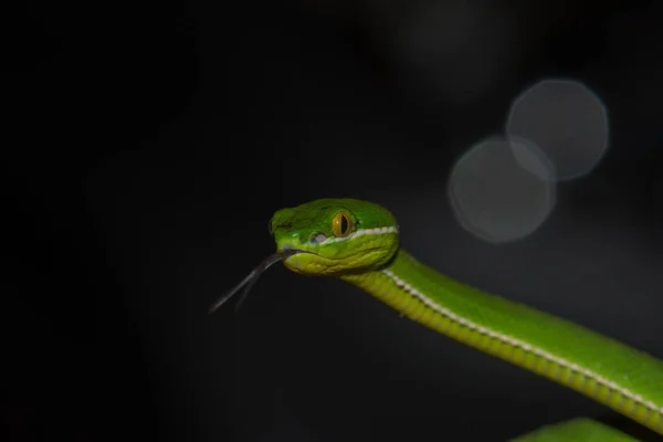 Közelről Sárga Ajkú Zöld Gödör Vipera Kígyó Zöld Trigonocephalus Természetben — Stock Fotó