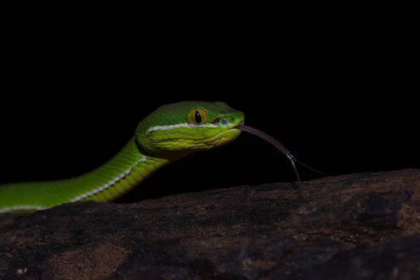 タイから自然に黄色リップ グリーン マムシ蛇 酵素尾びれ を閉じる — ストック写真