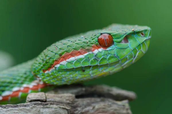 Papežova Pitviper Zelený Had Trimeresurus Popeia Popeiorum Lese Thajsko — Stock fotografie