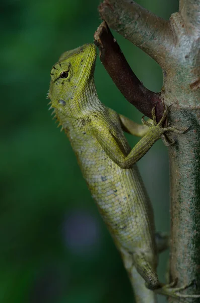 オリエンタル ガーデン トカゲ Calotes 癜風の木の樹皮の上に座って — ストック写真