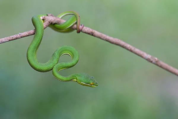 Cercano Hasta Amarillo Labios Verde Pit Viper Serpiente Trimeresurus Trigonocephalus —  Fotos de Stock
