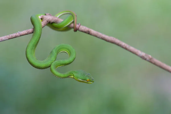 Close Amarelo Lipped Green Pit Viper Serpente Trimeresurus Trigonocephalus Natureza — Fotografia de Stock