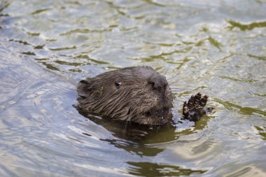 Bir pençe dostu kunduz dalgalar