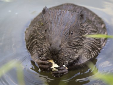 Beaver bir parça ekmek yiyor