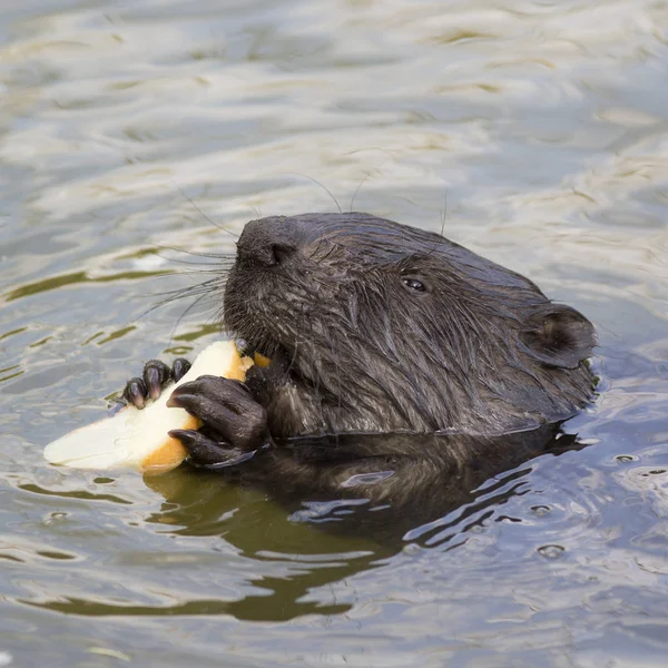 Il castoro mangia un pezzo di pane — Foto Stock