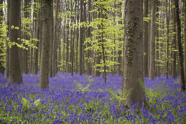 Sihirli orman. Yabani sümbül çiçeği. Hallerbos, Belgi
