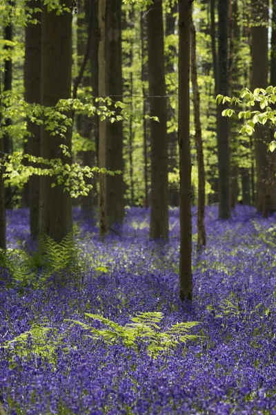 Magiska skogen. Blommorna vilda hyacinter. Hallerbos, Belgi Stockbild