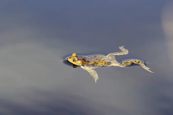 Der Frosch schwimmt auf der Oberfläche des Teiches — Stockfoto