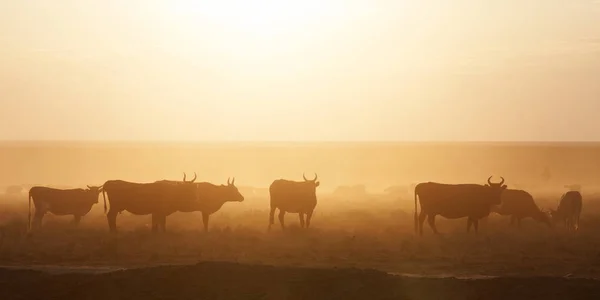 Een kudde koeien bij zonsondergang — Stockfoto