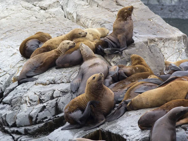 A sea lion The rookery. A Csendes-óceán közelében a COA-szigetek — Stock Fotó