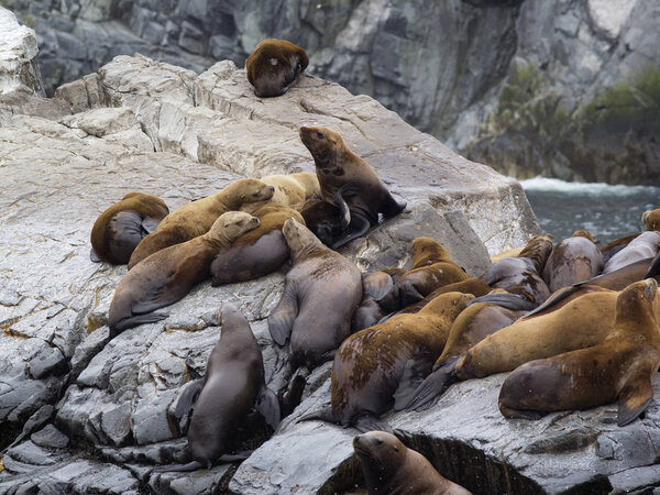 The sea lion rookery. Islands in the Pacific ocean near the coas